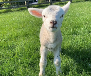 baby lamb